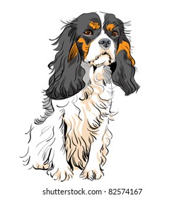 vector image of the dog breed Cavalier King Charles Spaniel