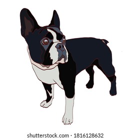 
Imagen vectorial de un perro Bulldog francés color negro Bela con grandes ojos inteligentes y orejas sobresalientes