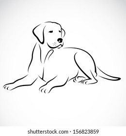  Vector image of an dog labrador on white background 