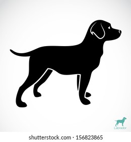  Vector image of an dog labrador on white background 