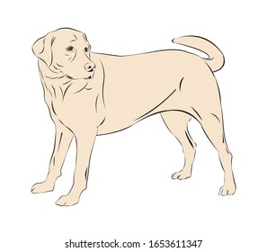 Vector image of an dog labrador on white background. Serious yellow gun dog .