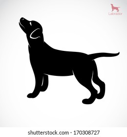 Vector image of an dog Labrador on white background