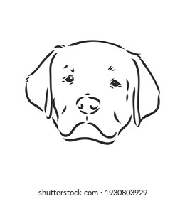 Vector image of an dog labrador on white background