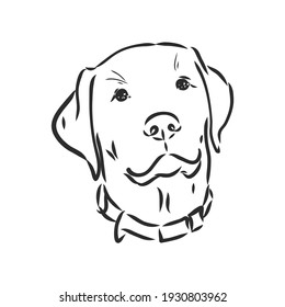 Vector image of an dog labrador on white background