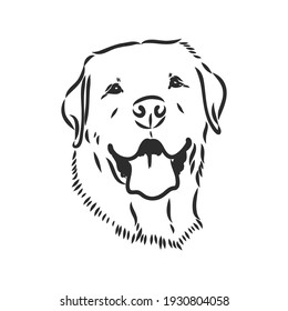 Vector image of an dog labrador on white background