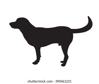 Vector image of an dog labrador on white background