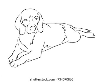 Vector image of an dog labrador on white background.