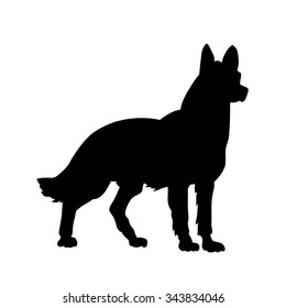 Vector image of an dog  on white background