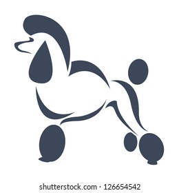 Vector image of an dog (poodle) on white background