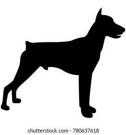 Vector image of dog silhouette of Doberman breed on white background