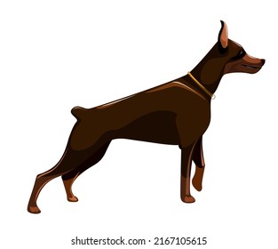 Vector image of a dog in a stance before an attack. Isolated on white background. EPS 10