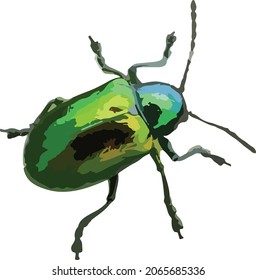 Vector Image of a Dogbane Beetle Bug Insect Isolated 