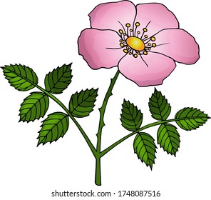 Vector image of a dogrose flower with green leaves. 