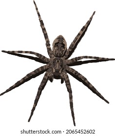 Vector Image of a Dolomedes tenebrosus (Dark Fishing Spider) Isolated and Spread Out
