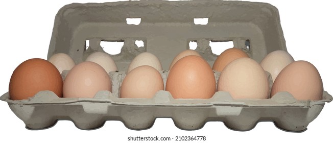 Vector Image of a Dozen Organic Farm Fresh Eggs in a Egg Carton Isolated with a Transparent Background  