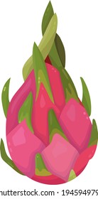 Vector image of a dragon fruit (pitahaya). Whole fruit in the skin. The isolated image on a white background. Bright colors used