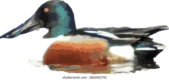 Vector Image of a Drake Northern Shoveler Duck Waterfowl Bird Floating in Water