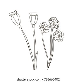 Vector image. Dry flowers sketch, imitation of ink. White flowers and poppy boxes.