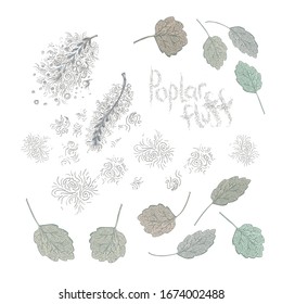 Imagen vectorial de hojas verdes apagadas y espuma de álamo claro aislado en fondo blanco.