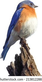 Vector Image of an Eastern Bluebird North American Bird 