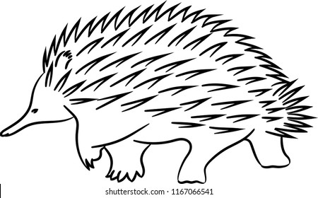 Download Echidna Images, Stock Photos & Vectors | Shutterstock