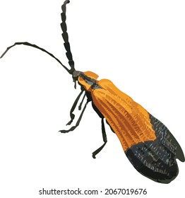 Vector Image of a End Band Net Wing Beetle Bug Isolated