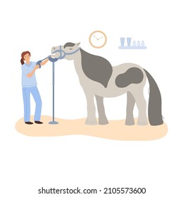 Vector Image, Equine Veterinarian Woman Performing Dental Care, Gypsy Vanner Horse Standing In The Clinic