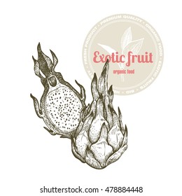 Vector image of exotic fruit dragonfruit isolated on white background. Illustration vintage style engraving. White and black.