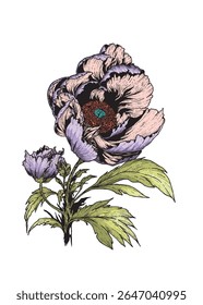 Vector image of an exotic purple flower on a clean white background.