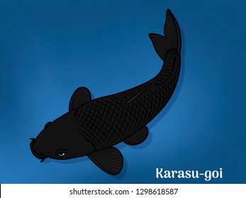 Vector image of Fancy carp or "koi" varieties are distinguished by coloration, patterning. This's Varieties are called "Karasu Goi". Illustration for children's learning