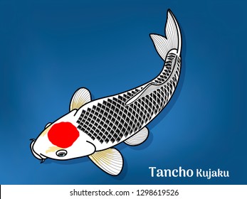 Vector image of Fancy carp or "koi" varieties are distinguished by coloration, patterning. This's Varieties are called "Tancho Kujaku". Illustration for children's learning