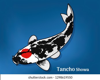 Vector image of Fancy carp or "koi" varieties are distinguished by coloration, patterning. This's Varieties are called "Tancho Showa". Illustration for children's learning