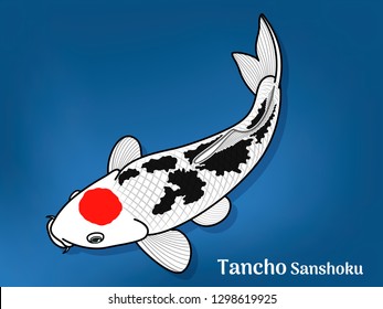 Vector image of Fancy carp or "koi" varieties are distinguished by coloration, patterning. This's Varieties are called "Tancho Sanshoku". Illustration for children's learning