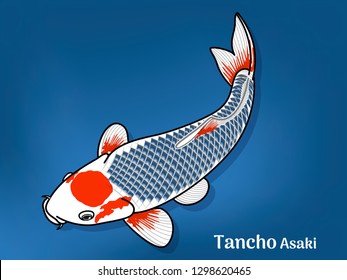 Vector image of Fancy carp or "koi" varieties are distinguished by coloration, patterning. This's Varieties are called "Tancho Asaki". Illustration for children's learning