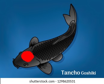 Vector image of Fancy carp or "koi" varieties are distinguished by coloration, patterning. This's Varieties are called "Tancho Goshiki". Illustration for children's learning