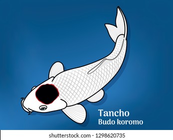 Vector image of Fancy carp or "koi" varieties are distinguished by coloration, patterning. This's Varieties are called "Tancho Budo Koromo". Illustration for children's learning
