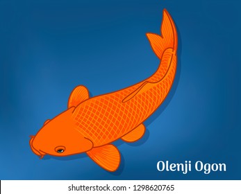 Vector image of Fancy carp or "koi" varieties are distinguished by coloration, patterning. This's Varieties are called "Olenji Ogon". Illustration for children's learning