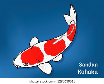 Vector image of Fancy carp or "koi" varieties are distinguished by coloration, patterning. This's Varieties are called "Sandan Kohaku". Illustration for children's learning