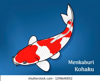 Vector image of Fancy carp or "koi" varieties are distinguished by coloration, patterning. This's Varieties are called "Menkaburi Kohaku". Illustration for children's learning