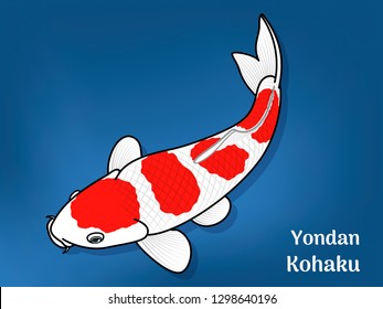 Vector image of Fancy carp or "koi" varieties are distinguished by coloration, patterning. This's Varieties are called "Yondan Kohaku". Illustration for children's learning