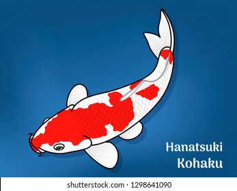 Vector image of Fancy carp or "koi" varieties are distinguished by coloration, patterning. This's Varieties are called "Hanatsuki Kohaku". Illustration for children's learning