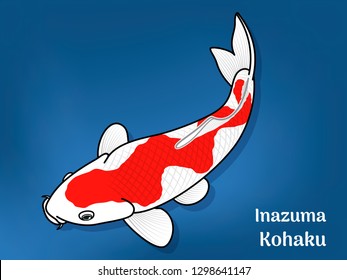 Vector image of Fancy carp or "koi" varieties are distinguished by coloration, patterning. This's Varieties are called "Inazuma Kohaku". Illustration for children's learning

