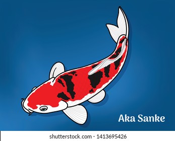 Vector image of Fancy carp or "koi" varieties are distinguished by coloration, patterning. This's Varieties are called "Aka Sanke", Illustration for children's learning