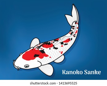 Vector image of Fancy carp or "koi" varieties are distinguished by coloration, patterning. This's Varieties are called "Kanoko Sanke", Illustration for children's learning