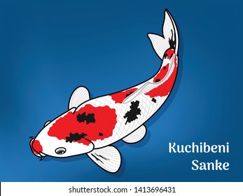 Vector image of Fancy carp or "koi" varieties are distinguished by coloration, patterning. This's Varieties are called "Kuchibeni Sanke", Illustration for children's learning