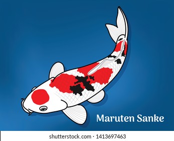 Vector image of Fancy carp or "koi" varieties are distinguished by coloration, patterning. This's Varieties are called "Maruten Sanke", Illustration for children's learning