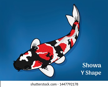 Vector image of Fancy carp or "koi" varieties are distinguished by coloration, patterning. This's Varieties are called "Showa Y Shape". Illustration for children's learning