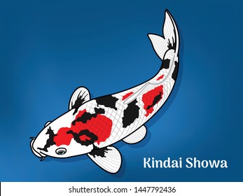 Vector image of Fancy carp or "koi" varieties are distinguished by coloration, patterning. This's Varieties are called "Kindai Showa". Illustration for children's learning