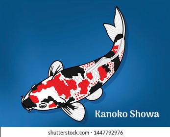 Vector image of Fancy carp or "koi" varieties are distinguished by coloration, patterning. This's Varieties are called "Kanoko Showa". Illustration for children's learning