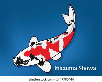 Vector image of Fancy carp or "koi" varieties are distinguished by coloration, patterning. This's Varieties are called "Inazuma Showa". Illustration for children's learning